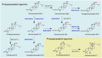 Reconstruction of engineered yeast factory for high yield production of ginsenosides Rg3 and Rd